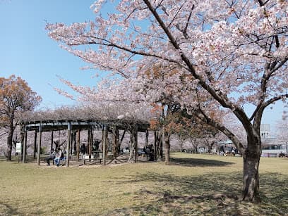 松山総合公園さくらの丘